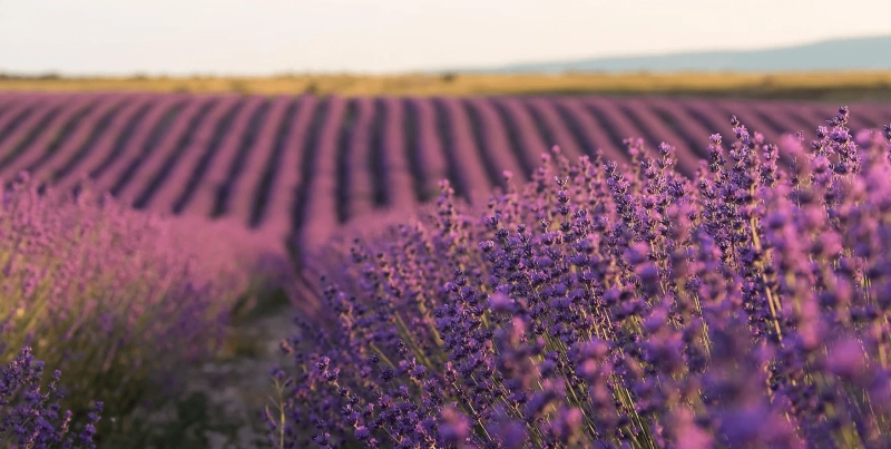 Verdon Gorge and Fields of Lavender: Full-Day Tour